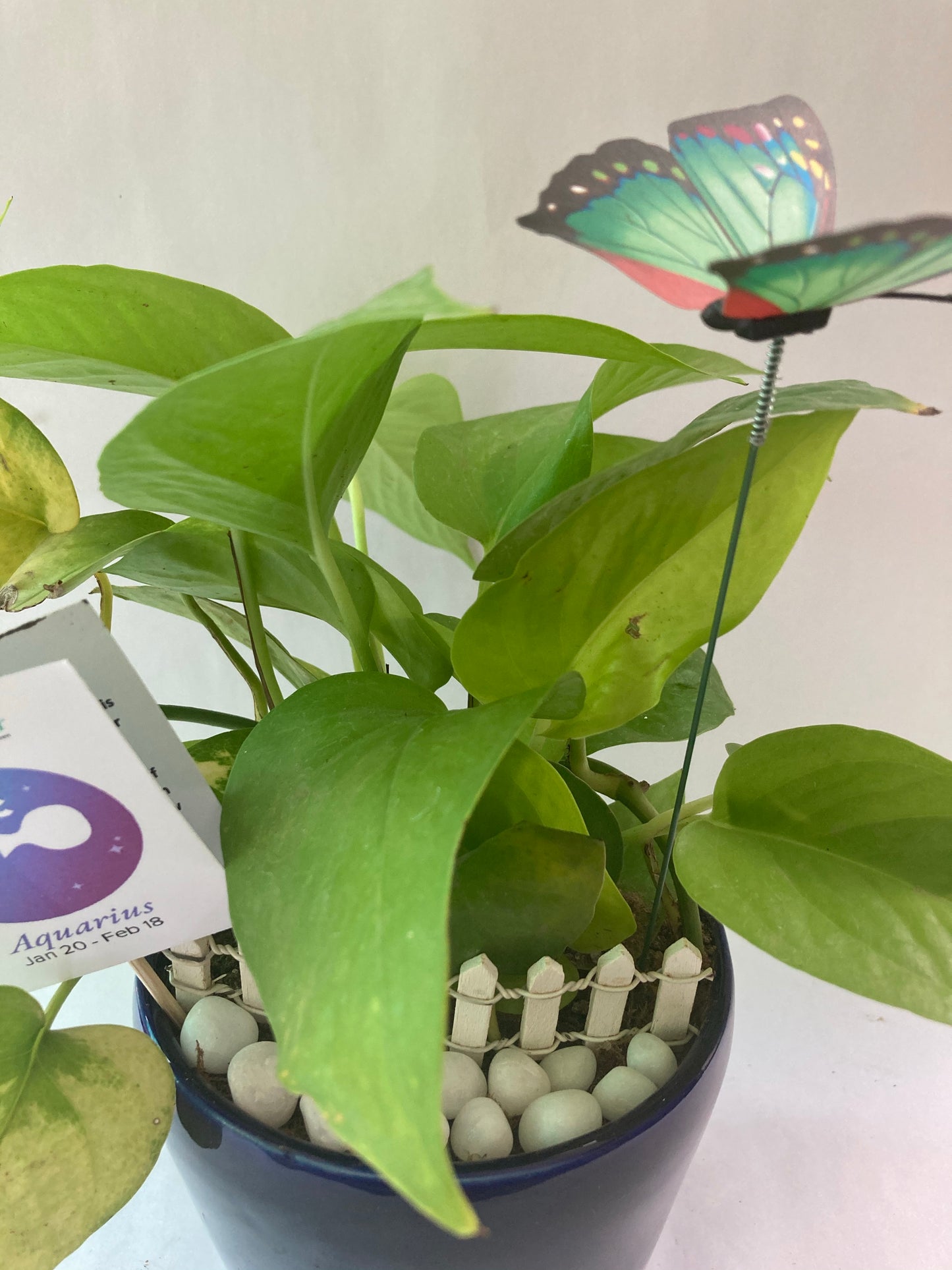 Pothos for Aquarius