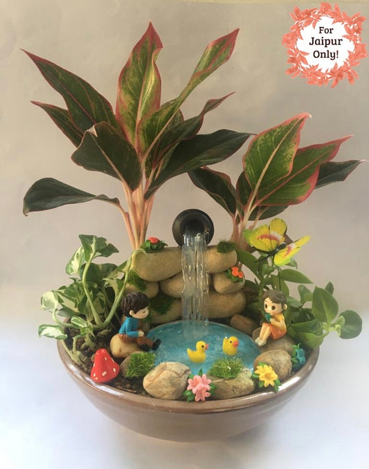 waterfall, relax, aglaonema, english ivy, money plant,