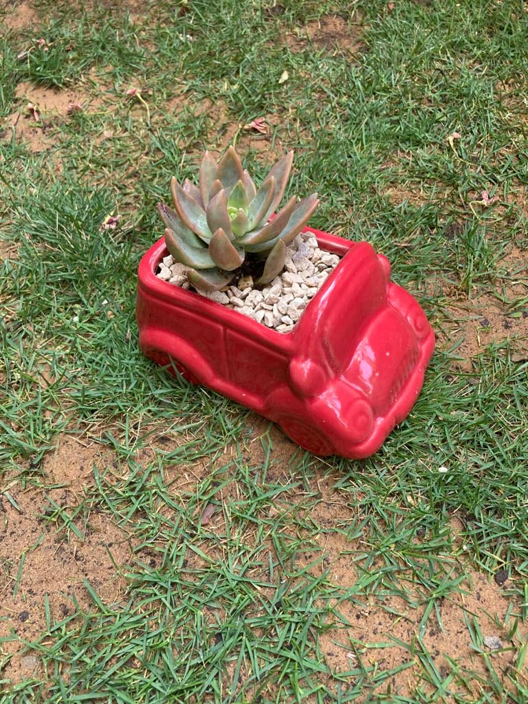 Red Car Succulent