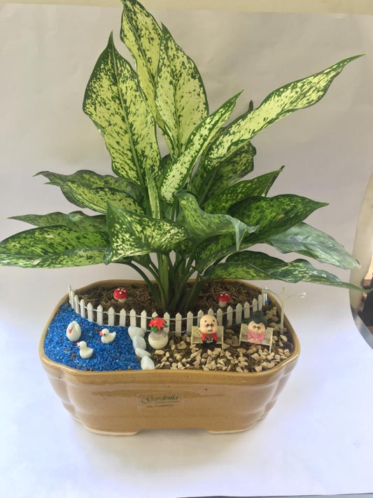 oldies, aglaonema, park,