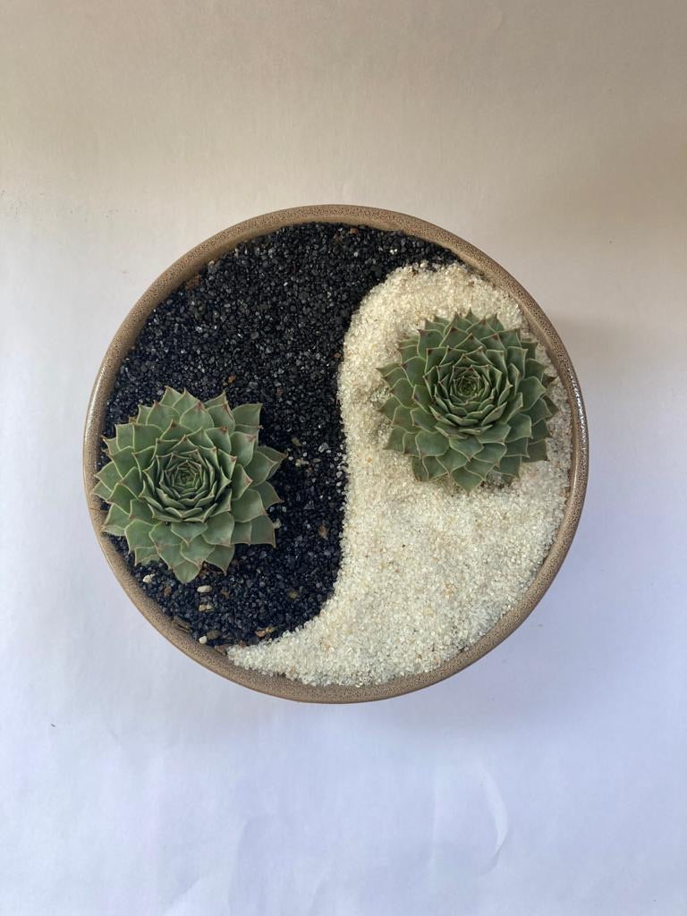 yin, yang, good, bad, white, black, succulent, karma