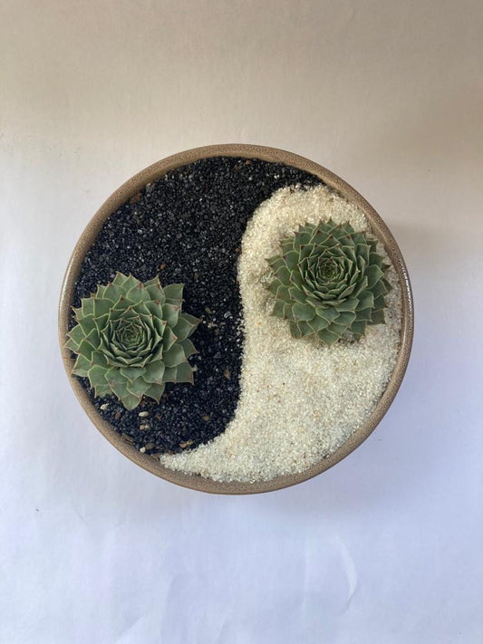 yin, yang, good, bad, white, black, succulent, karma