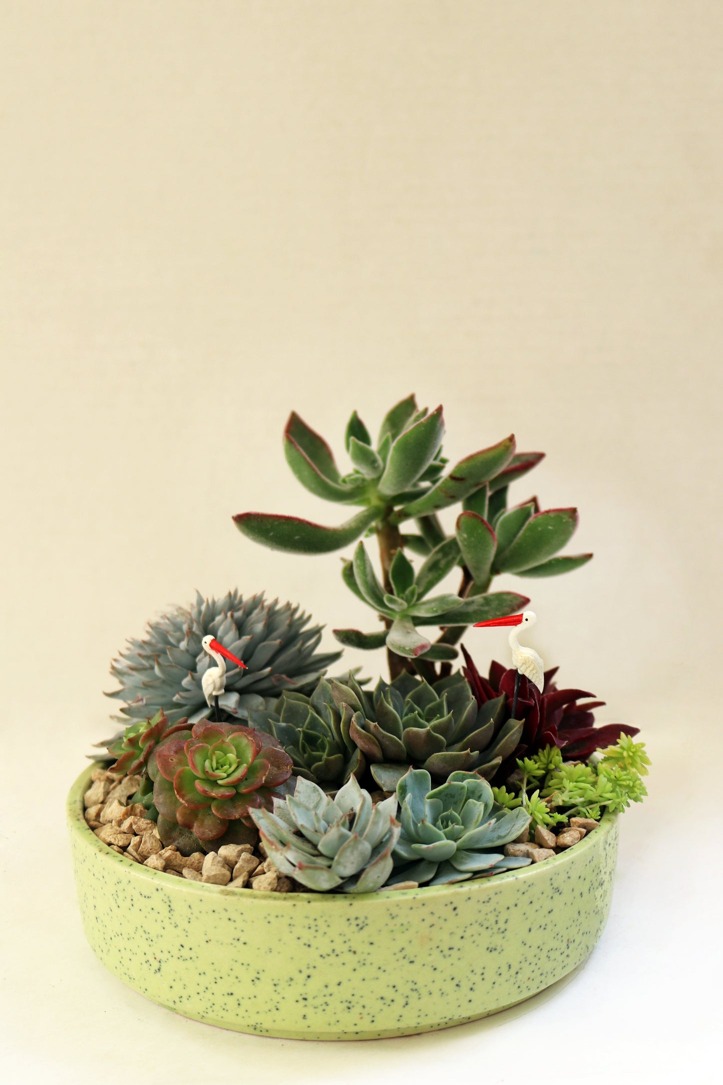 succulent, desert, flamingo,