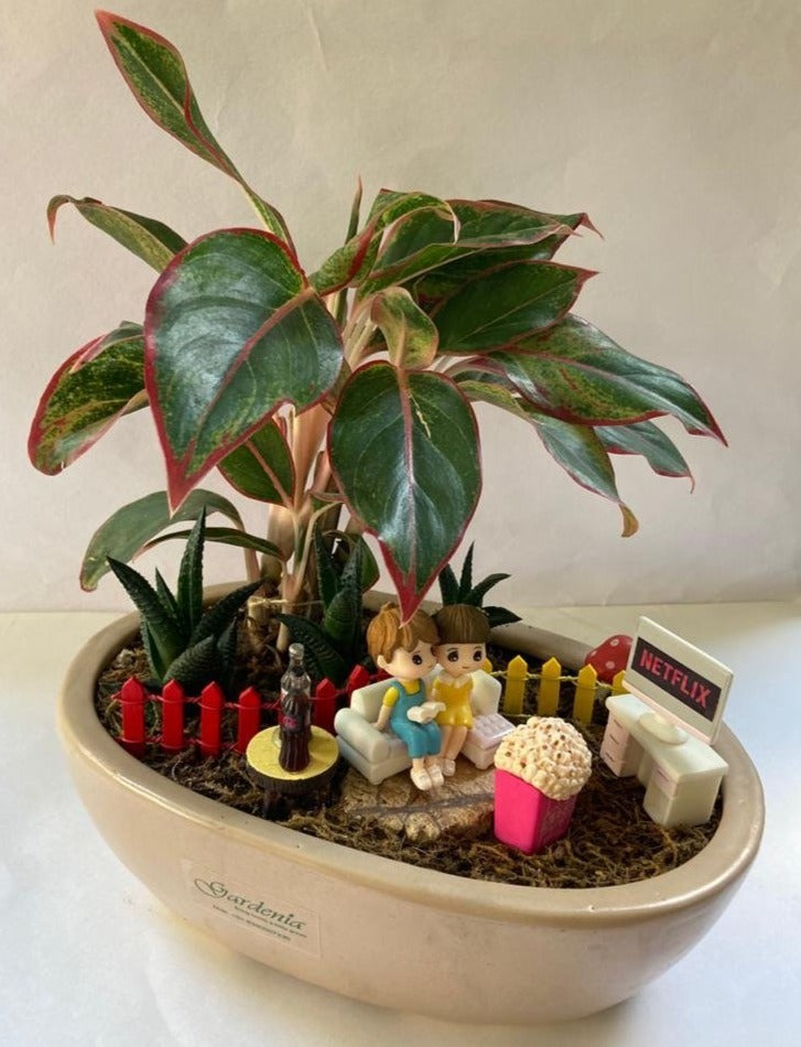 netflix, aglaonema, lipstick, friends, tv, haworthia