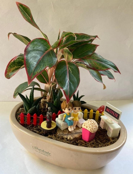 netflix, aglaonema, lipstick, friends, tv, haworthia
