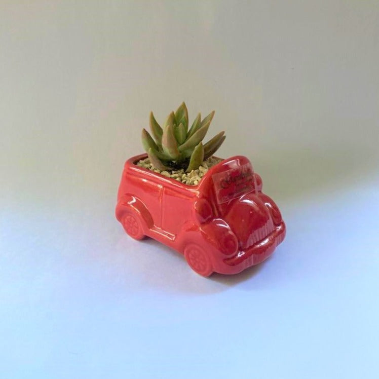 car succulent Red Car Succulent – Gardenia Jaipur