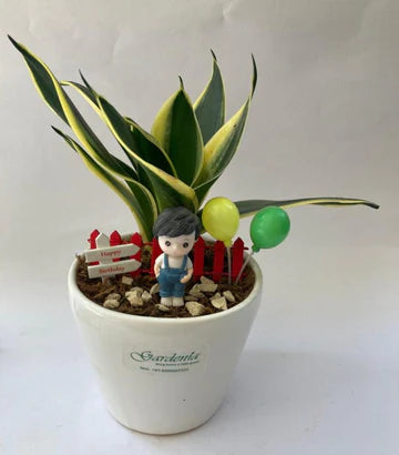 sansevieria, birthday girl, birthday boy, birthday gift, celebration, kids birthday