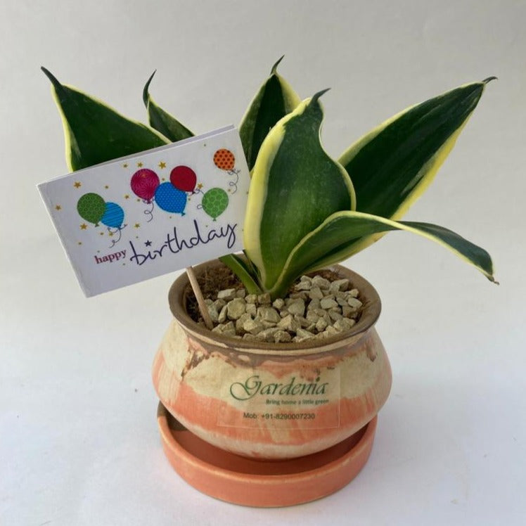 sansevieria happy Sansevieria with Birthday Card – Gardenia Jaipur