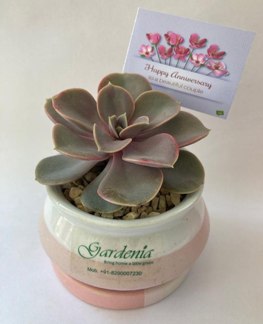 succulent, anniversary, saalgrah, card