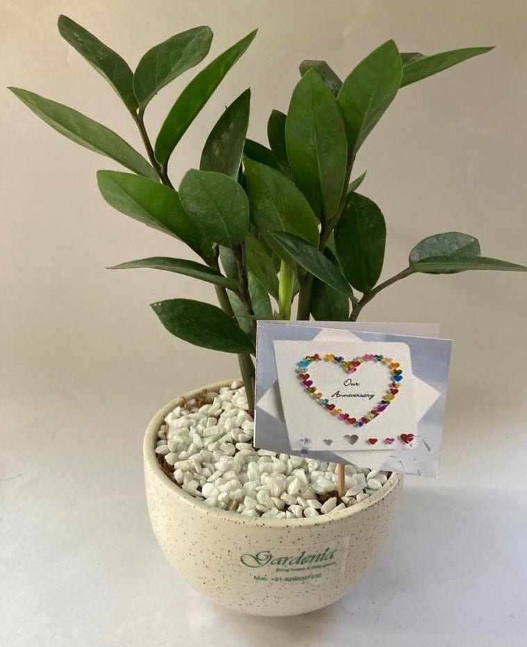 Zamia, anniversary, saalgrah, card
