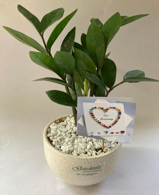 Zamia, anniversary, saalgrah, card