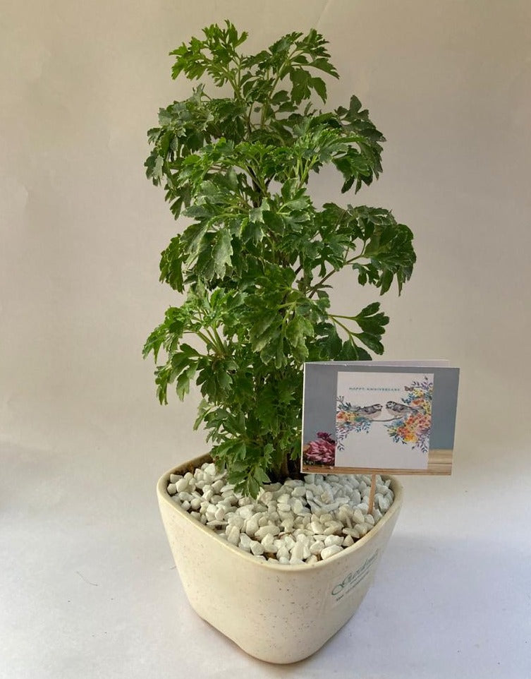 Aralia with Anniversary Card