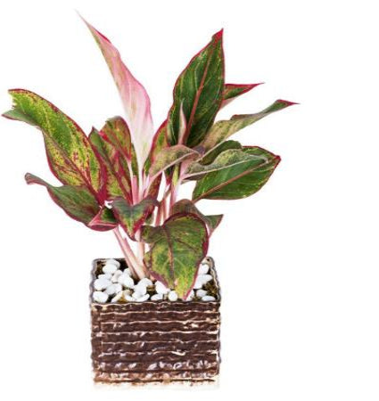 bhoora, paudha, gamla, mitti, red, lipstick, square, formal, pot, aglaonema, ceramic, white pebbles