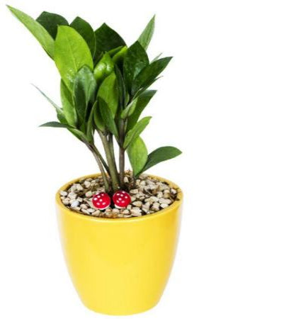 safed, gol, gamla, paudha, mitti, zamia, zz, yellow, ceramic, pot, plant, 