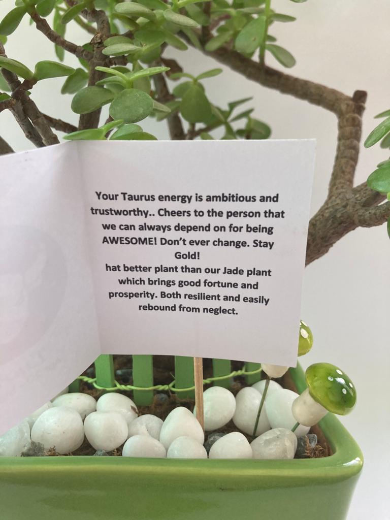 Jade Plant for Taurus/ Vrishabh Raashi