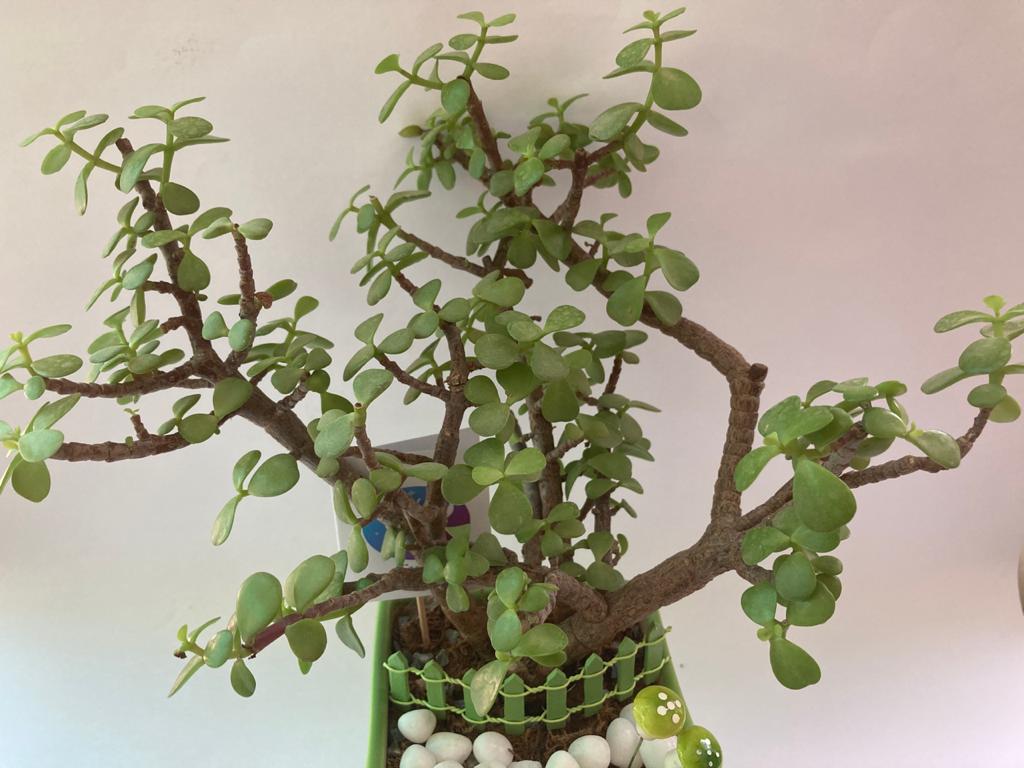 Jade Plant for Taurus/ Vrishabh Raashi