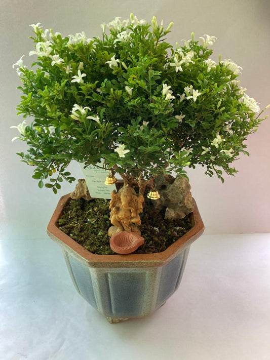The Sacred Tree