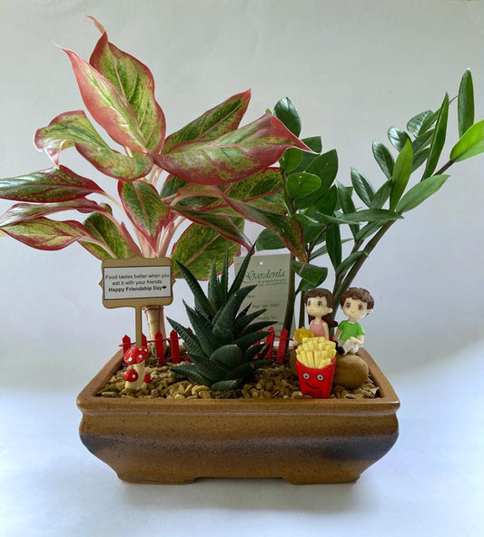 forest, Aglaonema, Zamia, Haworthia, sightseeing, french fries, friendship, friends