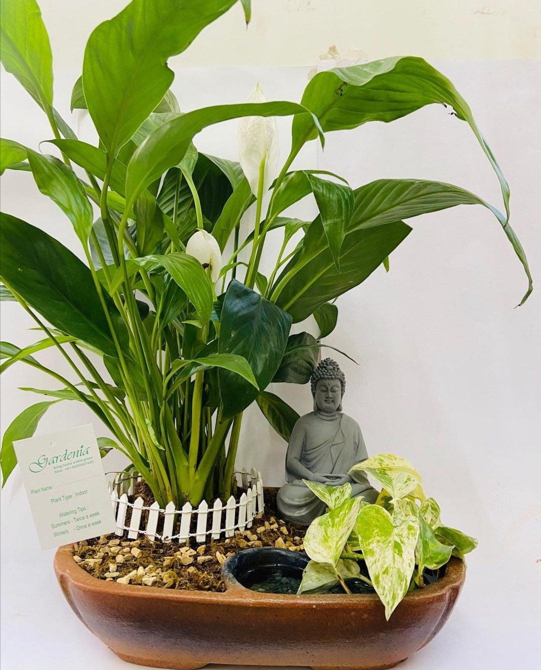 meditating, mindful, calm, pothos, peace lily, peaceful, serene, forest, In lap of Nature