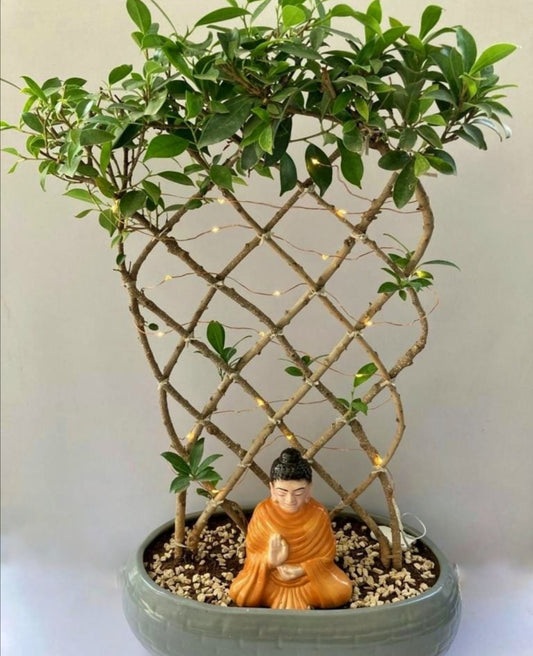 buddha, ficus, mediating, lights, LED, net, weeping fig,