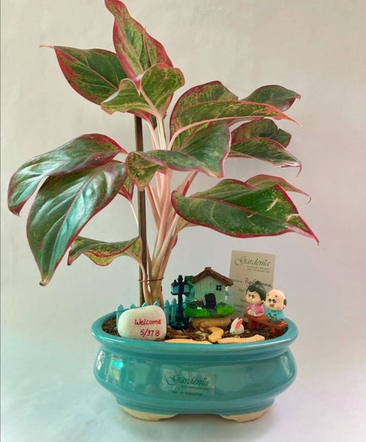 granny, grandpa, grandparents, aglaonema, home, welcome, house, vacation, relax, retire