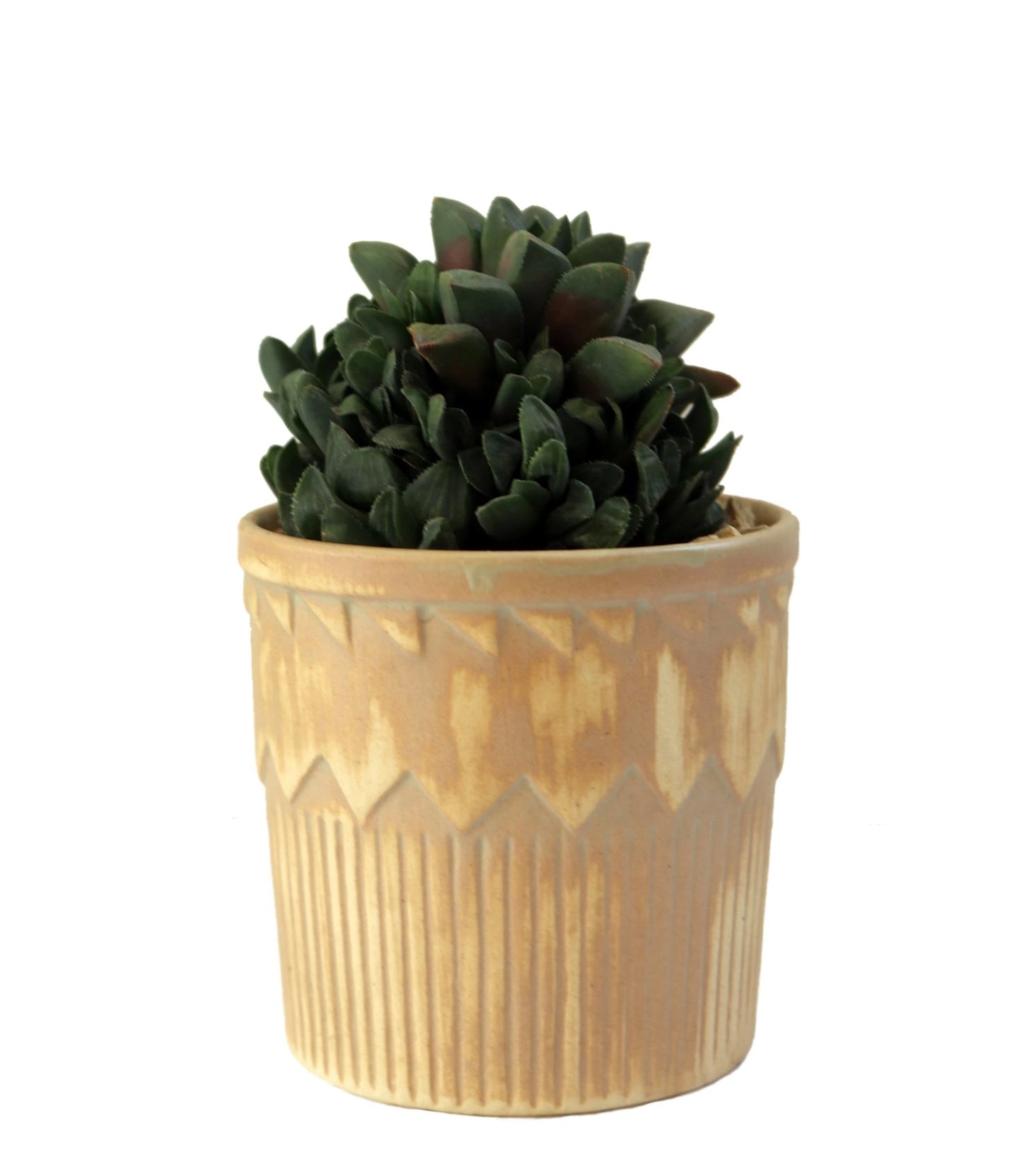 Succulent in a brown pot