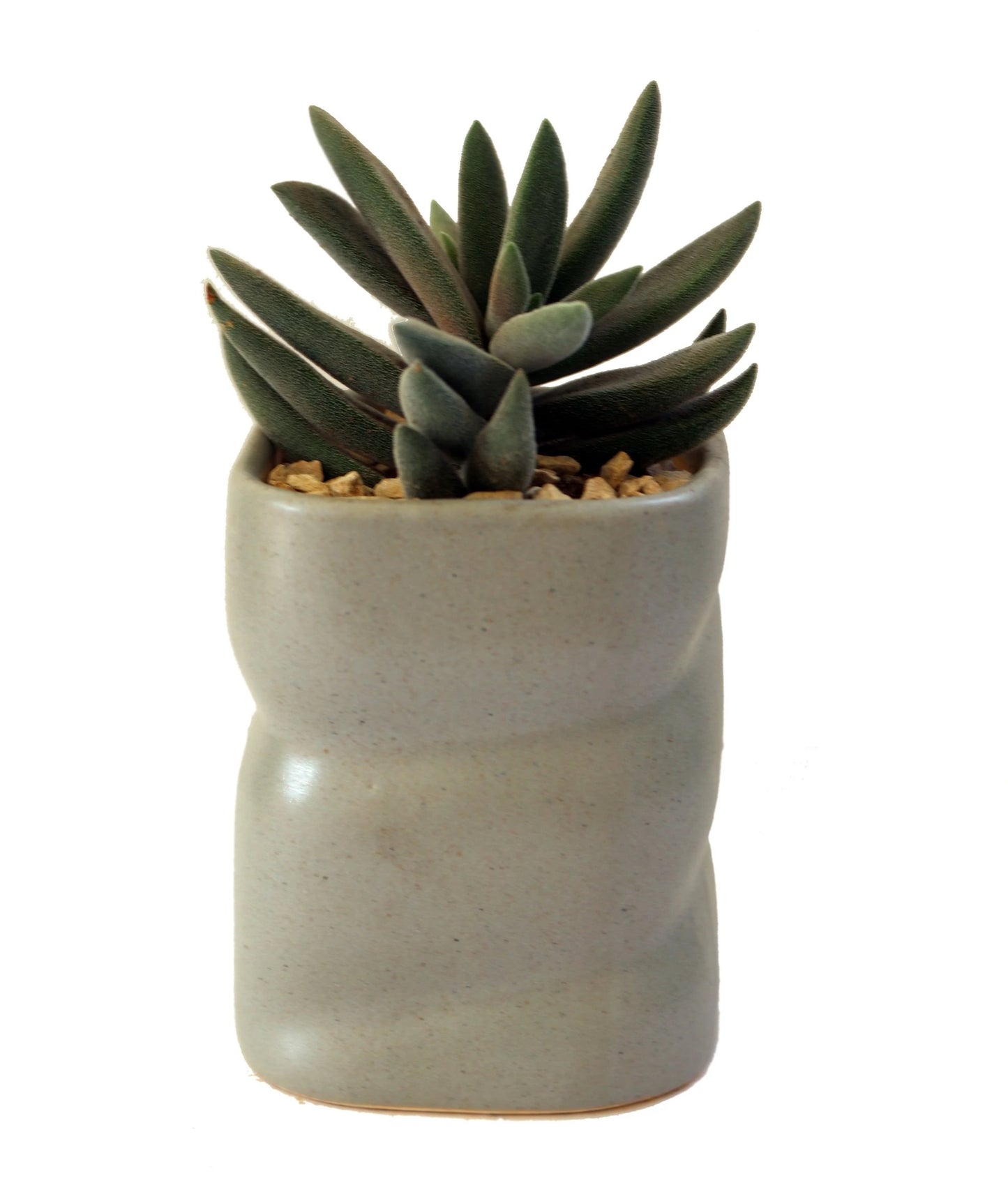 Succulent in a Grey Twisted Pot