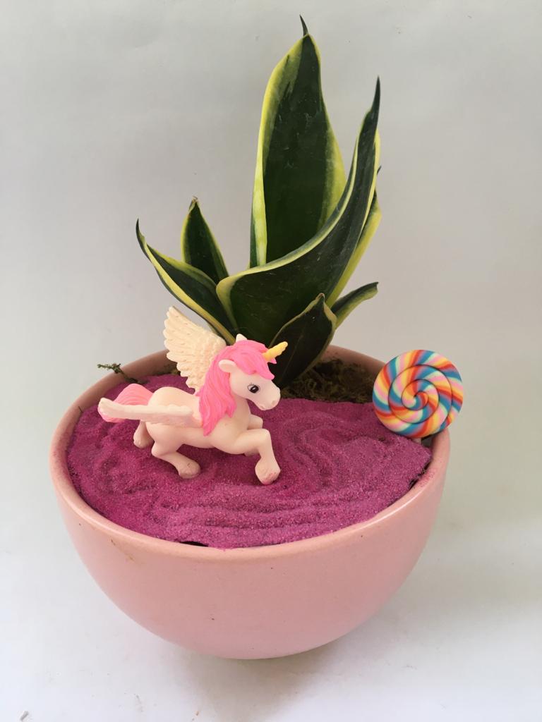unicorn, rainbow, birthday, sansevieria, pink