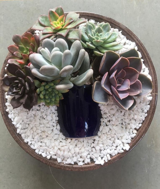 succulent, black, green, orange