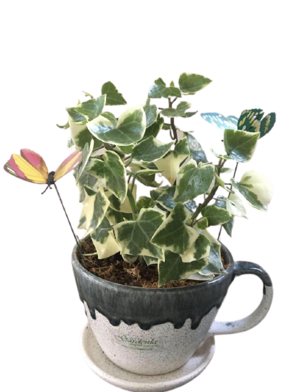english ivy, cup planter, butterflies, garden