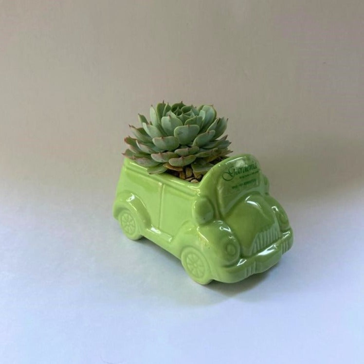 Green Car Succulent