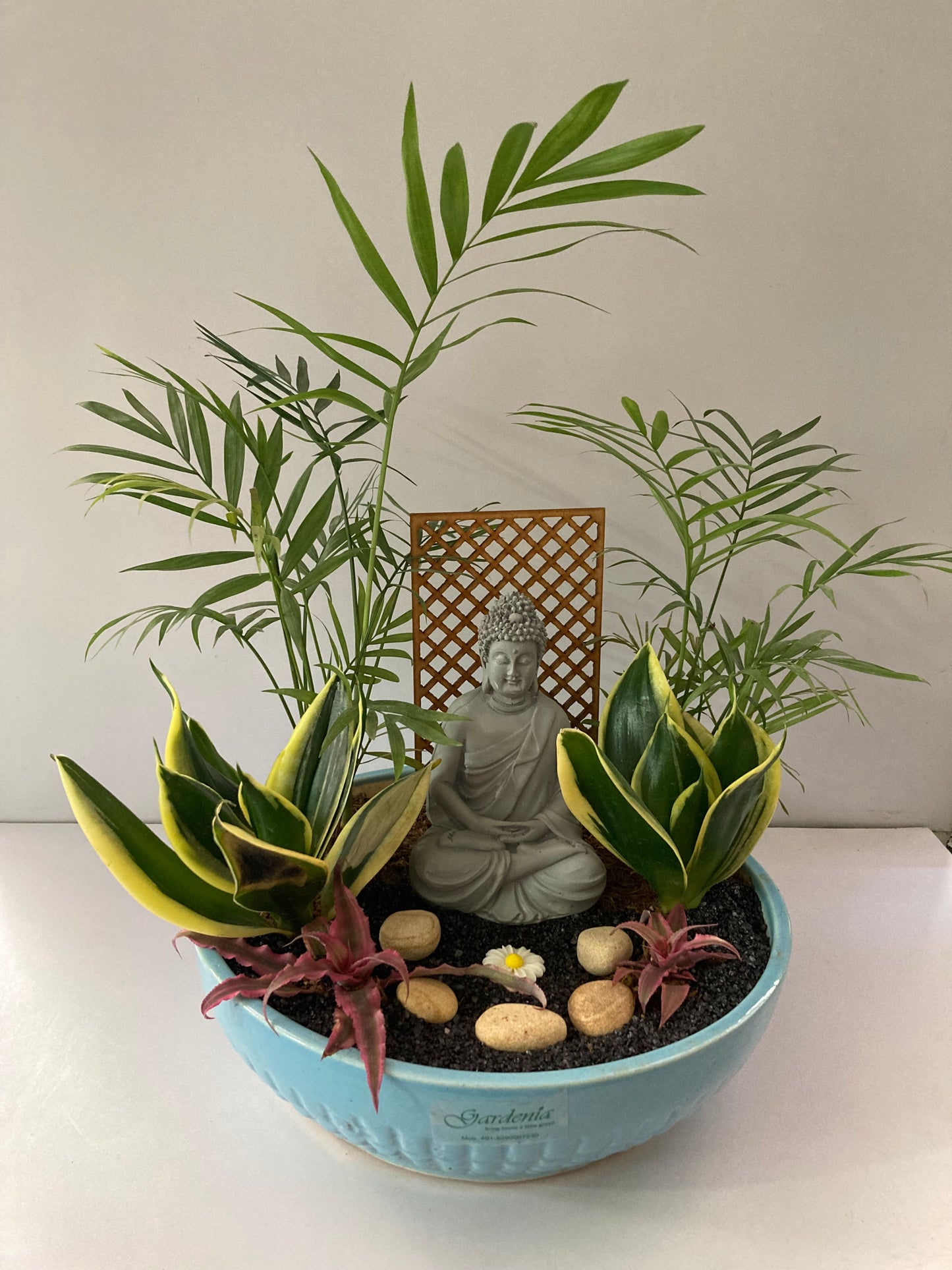 gautam, buddha, snake plant, bamboo palm, cryptanthus, elegant zen, mystic, meditating, charm, good luck