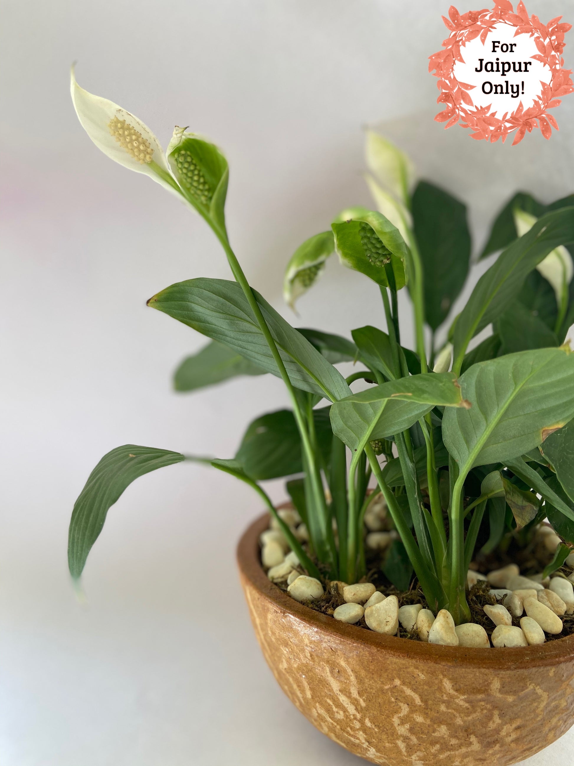 shanti, safed, peace, lily, white, flower
