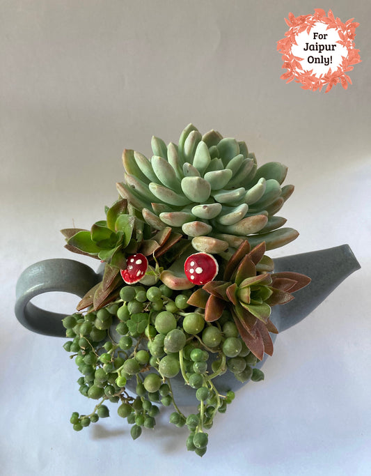 succulent, kettle, mushroom, green, red