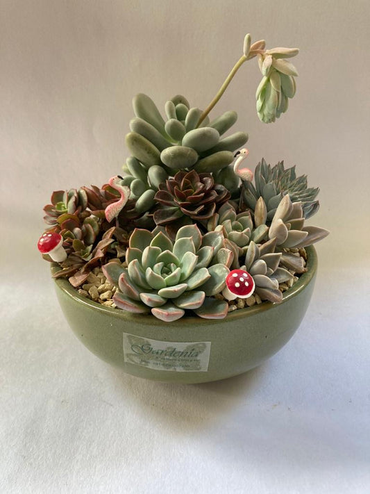 succulent, color, green, tray, 