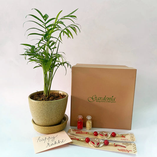 Rakhi Giftbox with Bamboo Palm