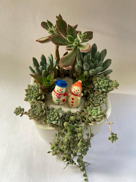 snowman, succulent, tray, white,