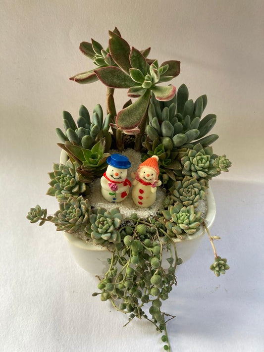 snowman, succulent, tray, white, 