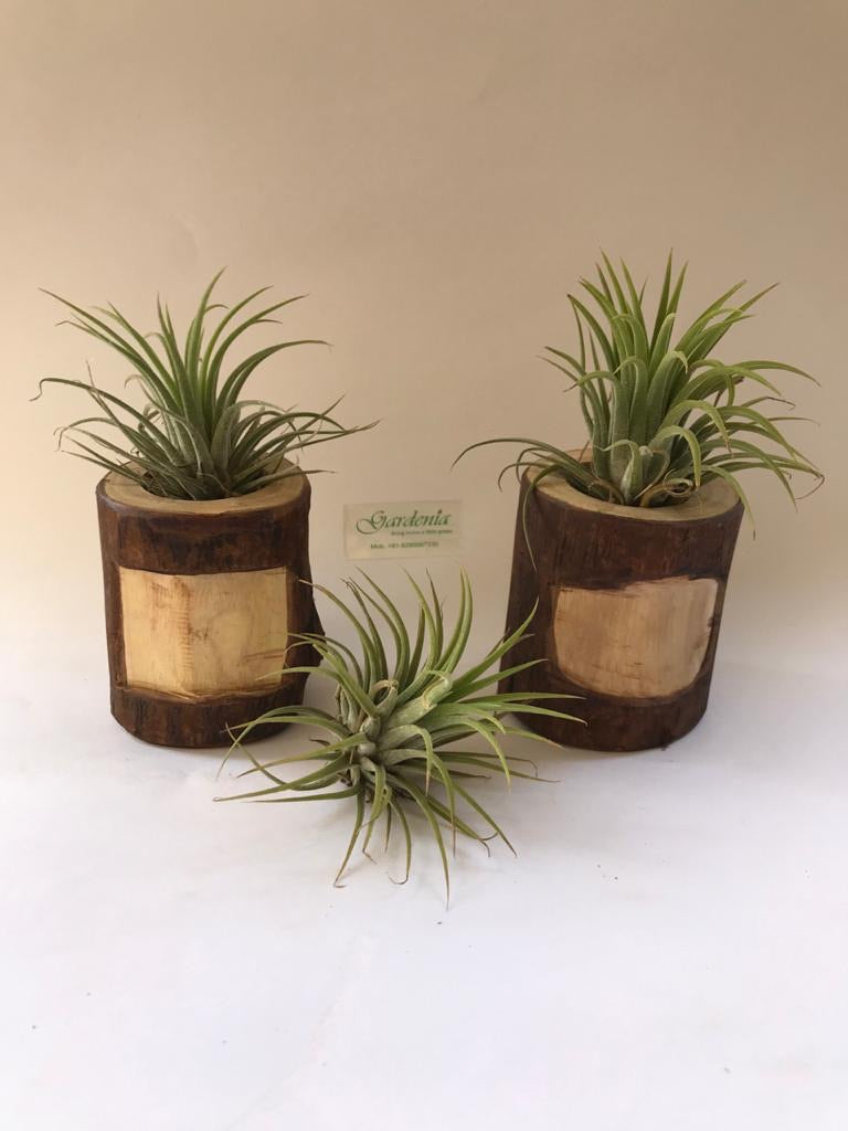 Air Plant in a Wooden Pot