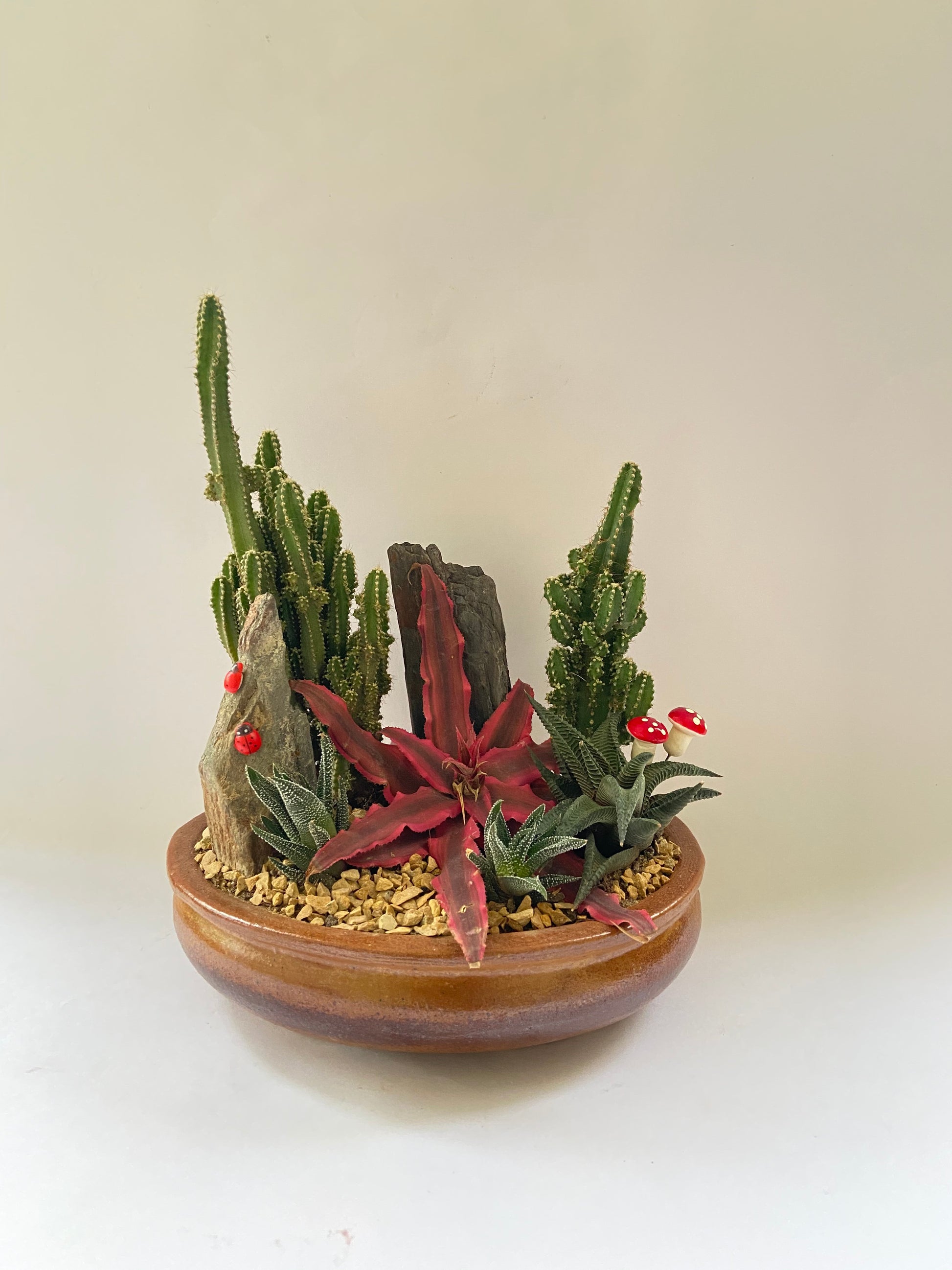 cactus, succulent, land, plant, garden, thorny,