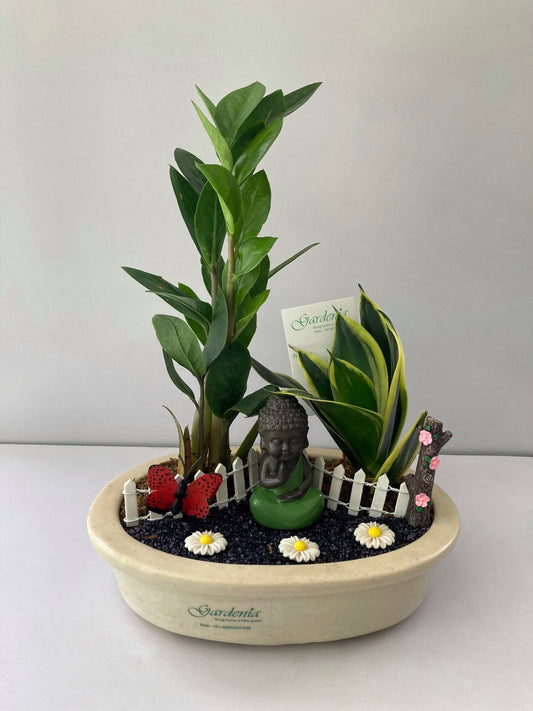 naagfani, buddha, meditating, sansevieria, Zamia, white daisy, butterfly, white fence, black sand, air purifier