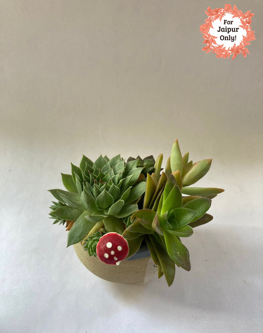 succulent, bowl, mushroom, green