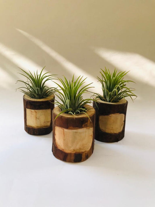 Air Plant in a Wooden Pot