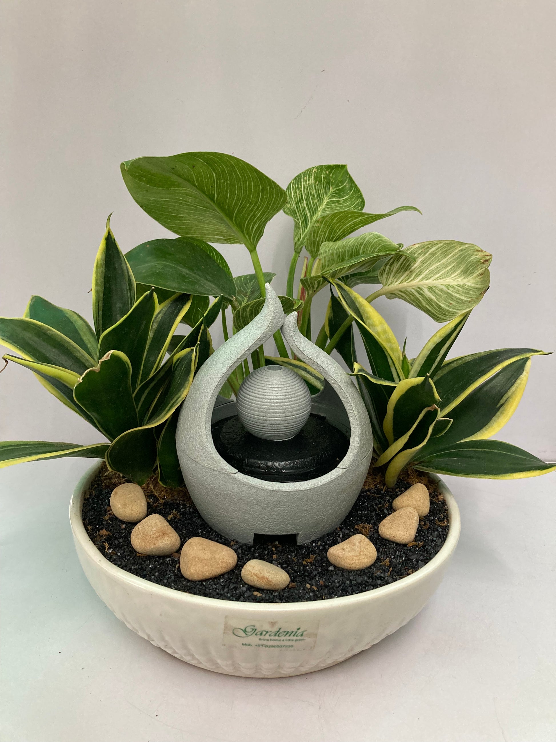 Snake plant, birkin plant, elegant fountain, white ceramic pot