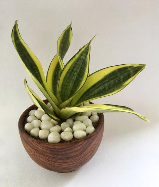 sheesham, wooden, snake plant