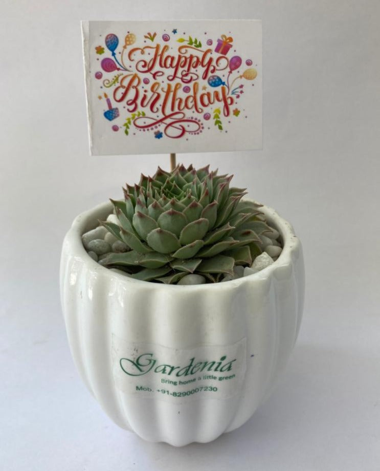 succulent, birthday, janamdin, card